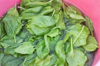 soaking spinach