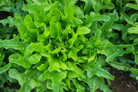 Image result for oak leaf lettuce