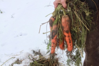 Spring dug carrots